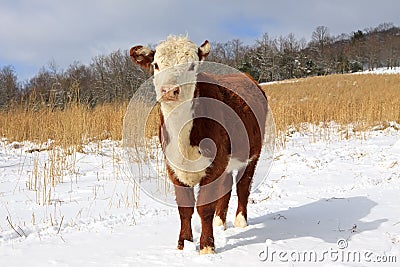 Young Hereford Stock Photo