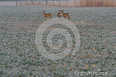 Young hidden deer grazing on juicy frozen grass Stock Photo