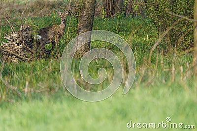 Young hidden deer grazing on juicy green grass Stock Photo