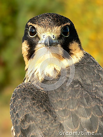 Young hobby falcon Stock Photo