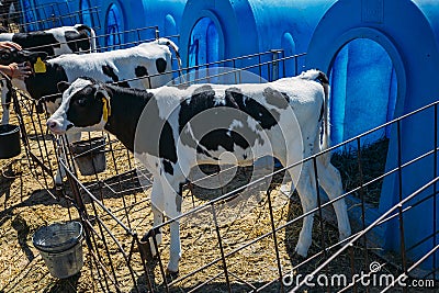 Young Holstein Freisian calves in blue calf-house at diary farm Stock Photo