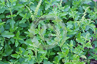 Young holy basil or tulsi leaves Stock Photo