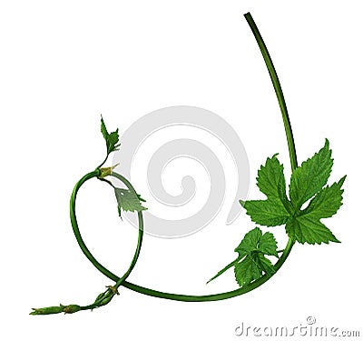 Young hop with leaves isolated on a white background without a s Stock Photo