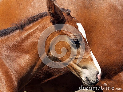 Young Horse Stock Photo