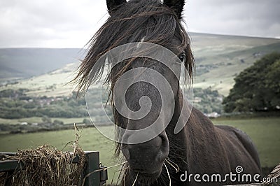 young horse Stock Photo