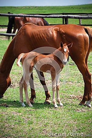 Young Horse Stock Photo