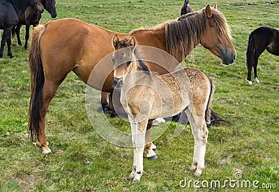 Young horse colt Stock Photo