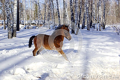 Young horse in the deep snow Stock Photo