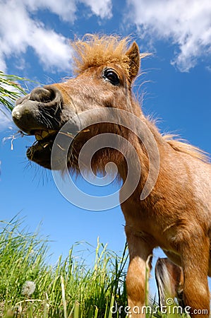 Young horse is eating grass Stock Photo