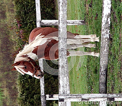 Young horse on the farm Stock Photo