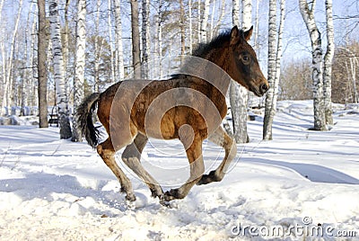 Young horse gallops fast Stock Photo