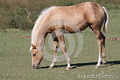 Young horse grazing Stock Photo