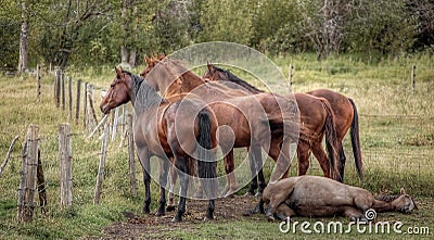 A group of horses stare over the fence into the countryside while a young horse sleeps on the ground Stock Photo