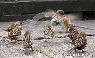 Young House Sparrows Stock Photo