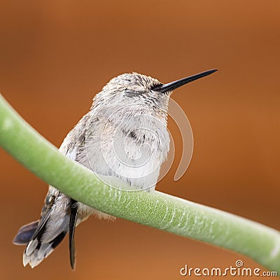 Young Costas Hummingbird Sleeps on a Green Branch Stock Photo