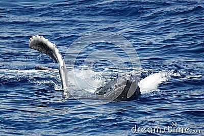 The young humpback whale Stock Photo