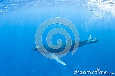 Young Humpback Whale in Blue Water Stock Photo