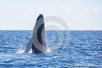 Young Humpback Whale Breaches Out of the Caribbean Stock Photo