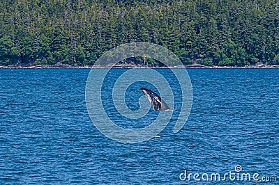 A young Humpback Whale breaching in the waters in Auke Bay on the outskirts of Juneau, Alaska Stock Photo