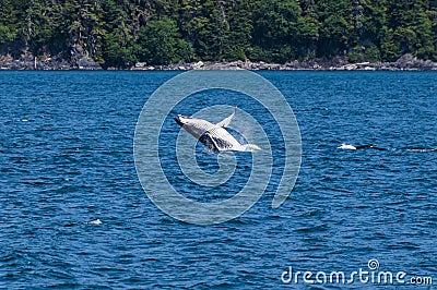 A young Humpback Whale and companion frolicking in Auke Bay on the outskirts of Juneau, Alaska Stock Photo