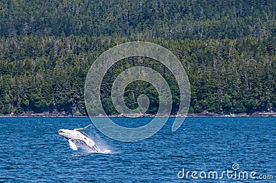 A young Humpback Whale jumps out of the water in Auke Bay on the outskirts of Juneau, Alaska Stock Photo