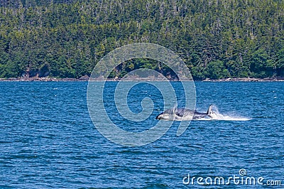 A young Humpback Whale splashes down into the water in Auke Bay on the outskirts of Juneau, Alaska Stock Photo