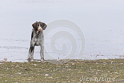 Young hunting dog running on water Stock Photo