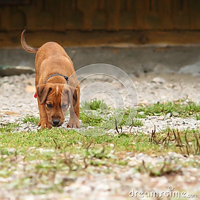 Young hunting dog in training Stock Photo