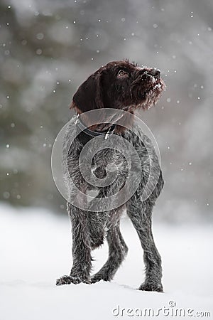 Young hunting dog walking in winter Stock Photo