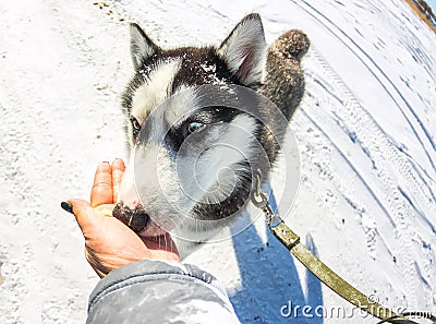 Young husky give treats to hand closeup Stock Photo