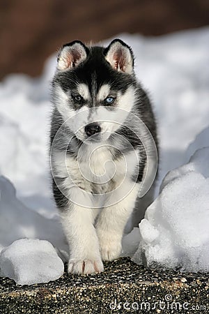 Young husky in snow Stock Photo