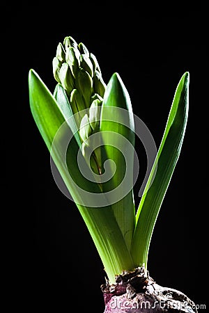 Young hyacinth buds Stock Photo