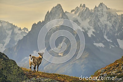 Young Ibex from French Alps Stock Photo