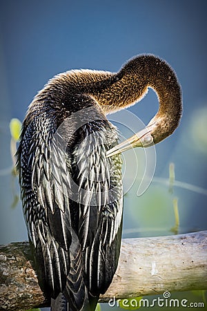 Young immature anhinga preening along the shore of the pond Stock Photo