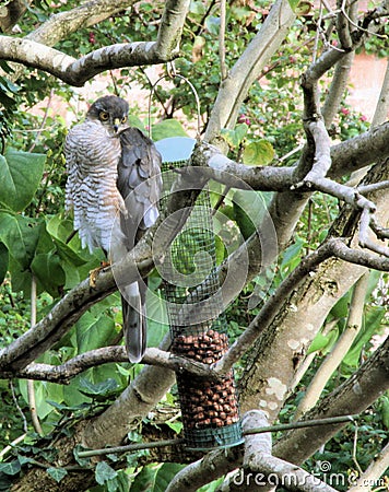 Sparrowhawk at Bird Feeders Stock Photo