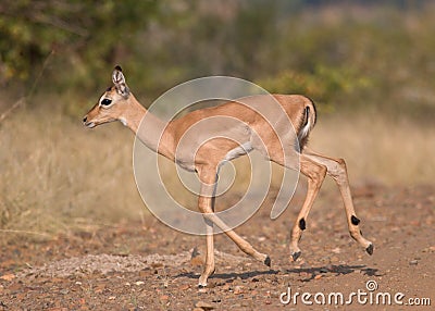 Young impala Stock Photo