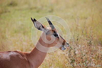 Young impala (Aepyceros melampus) Stock Photo