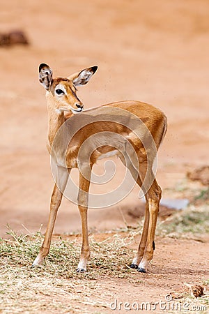 Young Impala baby stands and watching other antelopes in a game reserve Stock Photo