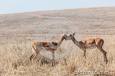 Wildlife Buck Affections Inter-Action Stock Photo