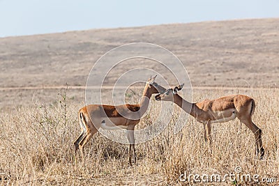 Young Buck Affections Wildlife Stock Photo