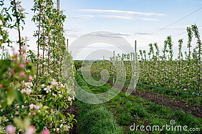 Young industrial apple orchard blossoms machinery driveway Stock Photo