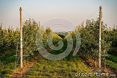 Young industrial apple orchard blossoms machinery driveway Stock Photo