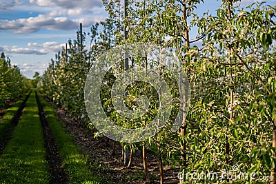 Young industrial apple orchard blossoms machinery driveway Stock Photo