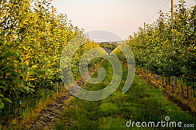 Young industrial apple orchard blossoms machinery driveway Stock Photo