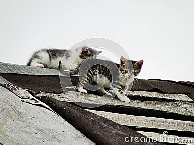 Young inexperienced shy wild kittens on the roof of an old rustic barn. A pair of pitiable homeless small cats. Stock Photo