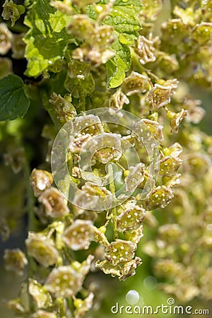 Young inflorescence of currant flowers in spring Stock Photo