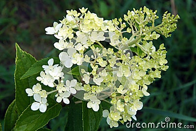 Young inflorescence of hydrangea in June Stock Photo