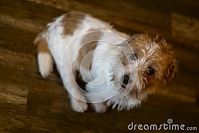 Hard haired pedigreed Jack Russell Terrier is sitting and waiting Stock Photo