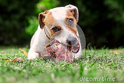 Young Jack Russell Terrier Dog Eat A Raw Bone Stock Photo