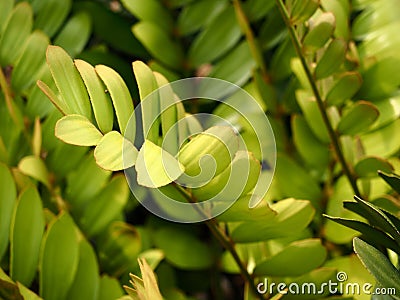 Young Jamican Sago tree leaves, cardboard palm Stock Photo